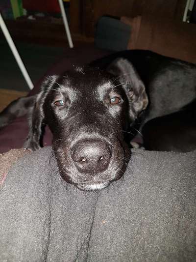 Die besten Hundeblicke 🐾❤️-Beitrag-Bild