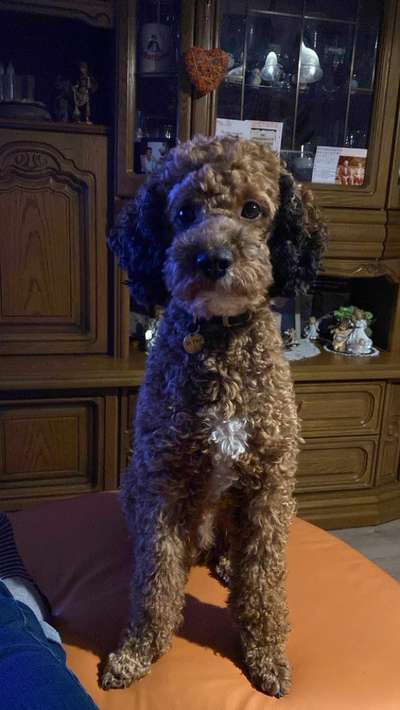 Unsere Fellnasen im Regenbogenland-Beitrag-Bild