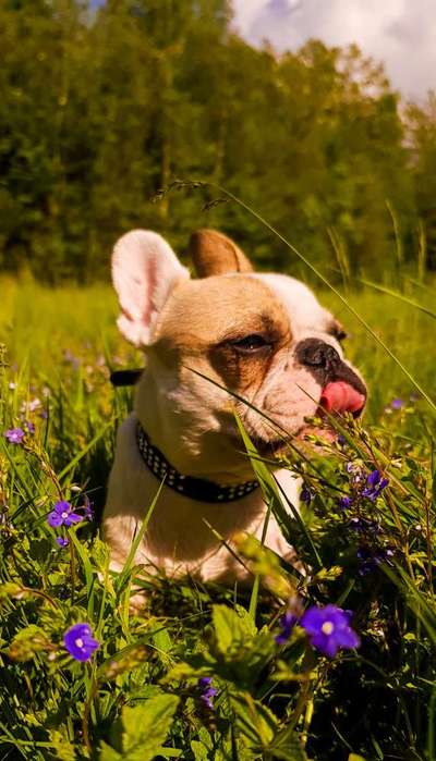 Die Dogorama Monats Challenge "Es grünt und blüht"-Beitrag-Bild