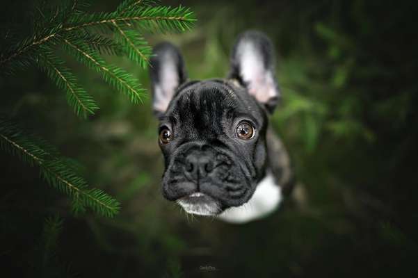 Die Dogorama Monats Challenge "Es grünt und blüht"-Beitrag-Bild