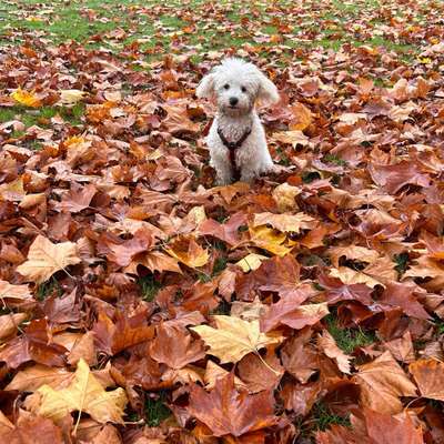 Hundetreffen-Junghundtreffen zum Spielen und Gassi gehen-Bild