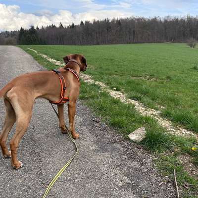 Hundetreffen-Osterrunde-Bild