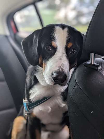 Berner Sennen-Beitrag-Bild