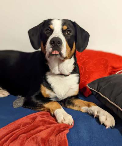 Berner Sennen-Beitrag-Bild