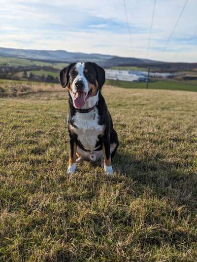 Berner Sennen-Beitrag-Bild