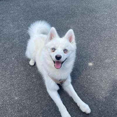 Hundetreffen-Spieltreff in Zürich-Bild