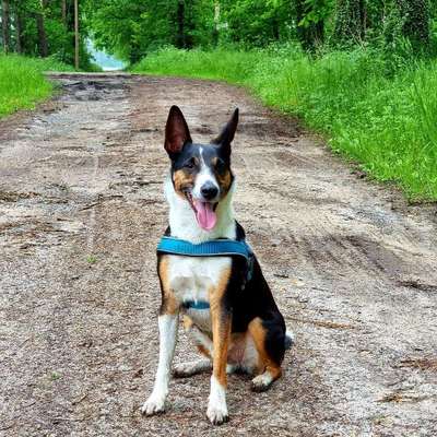 Hundetreffen-Regelmäßigige Gassirunden/ Wanderrunden in und um Osnabrück drumherum-Bild