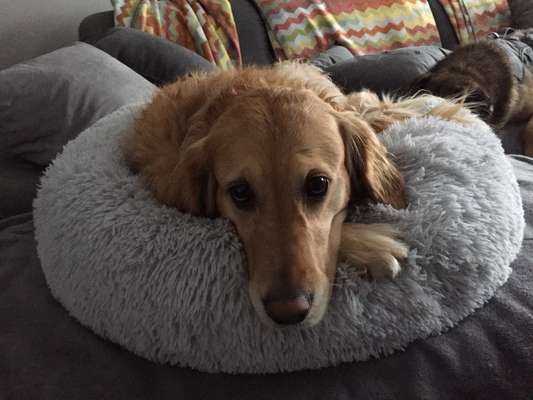 Wo sind die Golden Retriever Liebhaber?-Beitrag-Bild