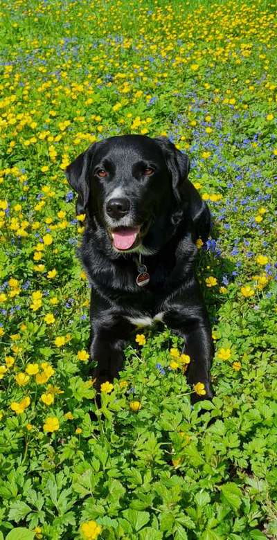 Die Dogorama Wochen Challenge: “Dein Hund im Urlaub”-Beitrag-Bild