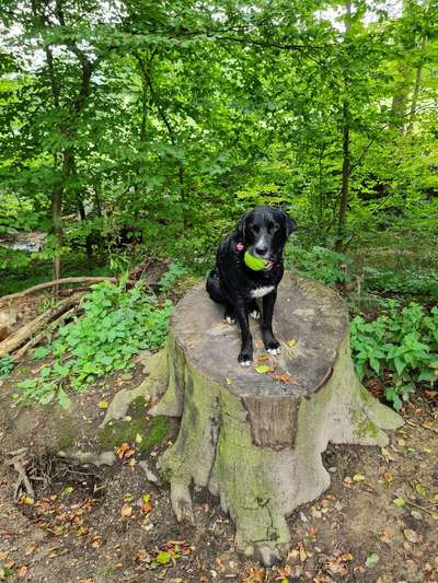 Labradorfans-Beitrag-Bild