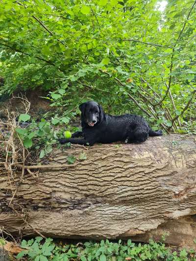 Appenzeller Sennenhunde-Beitrag-Bild