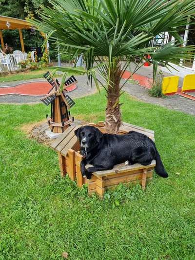 Labradorfans-Beitrag-Bild