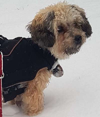 Die Dogorama Kalender Challenge 4/4-Beitrag-Bild