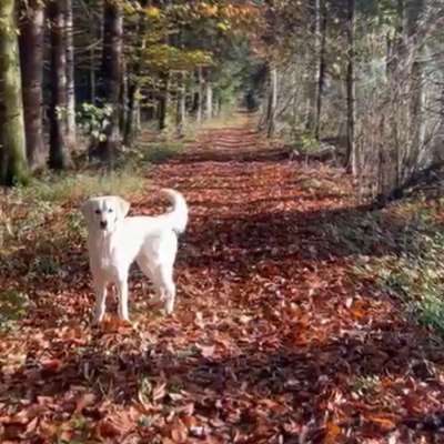 Hundetreffen-Social Walk/ Trainingsspaziergang-Bild