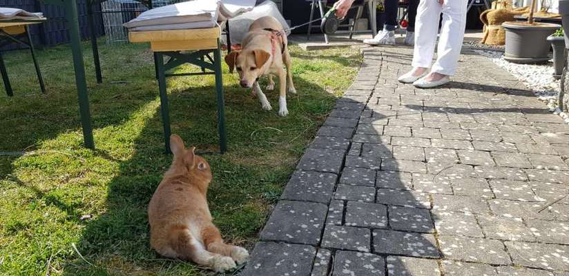 Dogorama Photo Challenge - Zufallsfund beim Gassi-Beitrag-Bild