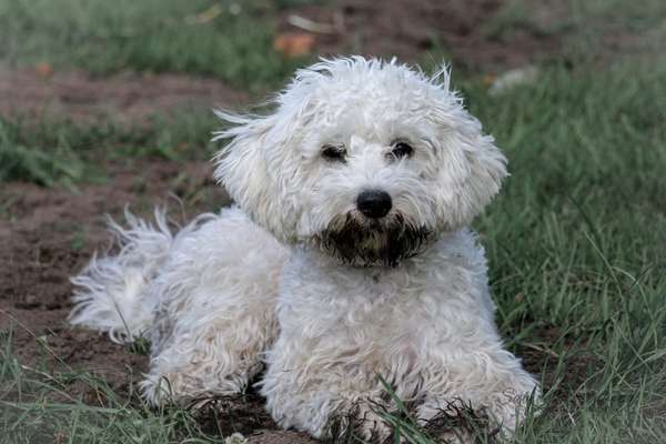 Hundetreffen-Spiel-/Gassitreffen-Bild