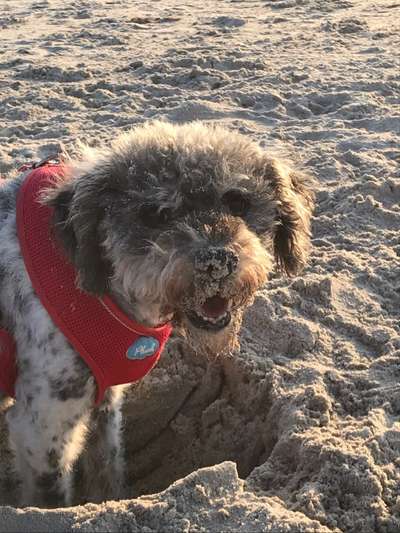 Die Dogorama Kalender Challenge Titelbild-Beitrag-Bild