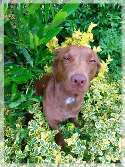 TierschutzhundeStammtisch🐕-Beitrag-Bild