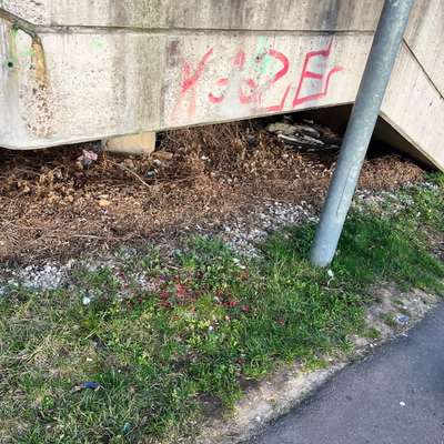 Giftköder-Giftköder Rattengift-Bild