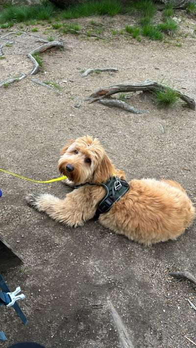 aktuelles Foto Gruppe Doodles Hamburg