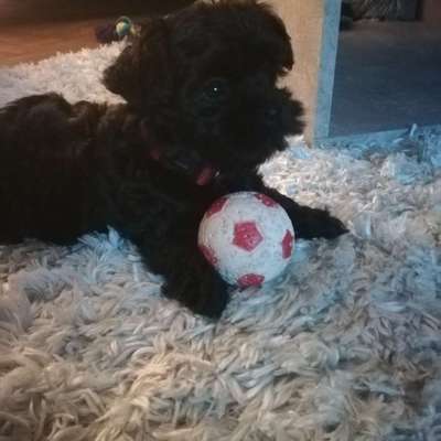 Welpen Bilder !-Beitrag-Bild