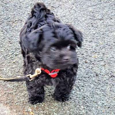 Welpen Bilder !-Beitrag-Bild