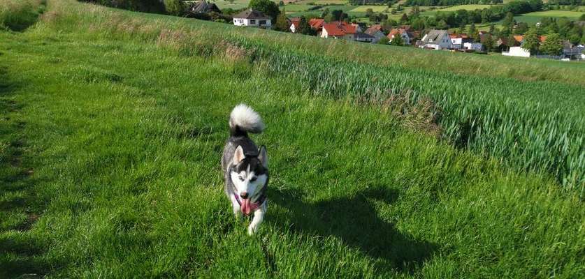 Husky-Beitrag-Bild