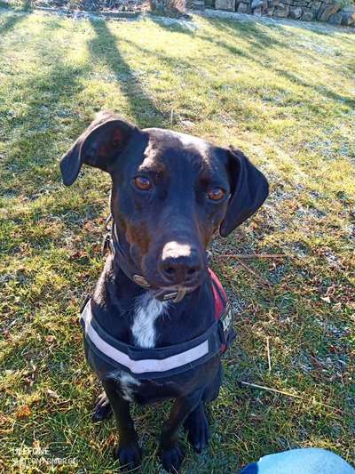 Mischlinge - die beste Rasse die es gibt-Beitrag-Bild