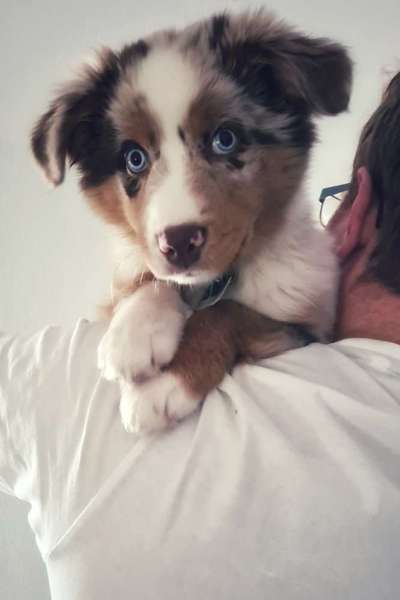 Welpen Bilder !-Beitrag-Bild