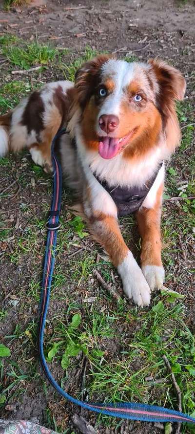 Aussies-Beitrag-Bild