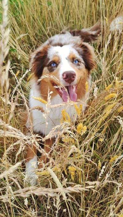 Hundetreffen-Geschwistersuche-Bild