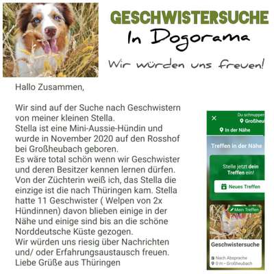 Aussies-Beitrag-Bild