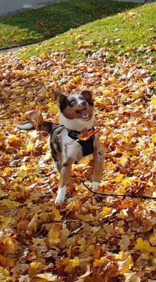 Dogorama Photo Challenge - Spielgesicht-Beitrag-Bild