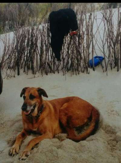 Hund abgegeben, weil Urlaub anstand? Leider kein Witz 😳-Beitrag-Bild