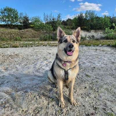 Hundetreffen-Spazieren / Wandern-Bild