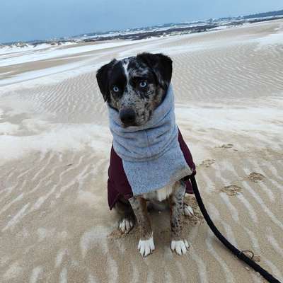 Hundetreffen-Gassi/Spielerunde Freilauf-Bild