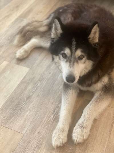 Hundetreffen-Suche einen Gassigefährten/Spielkameraden für meinen 14 Jahre alten Husky-Bild