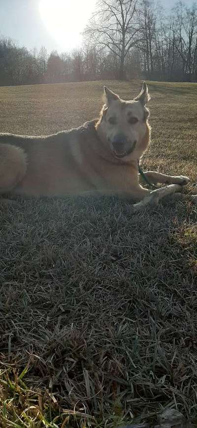 Hundetreffen-Treffen im Engelhaldepark-Bild