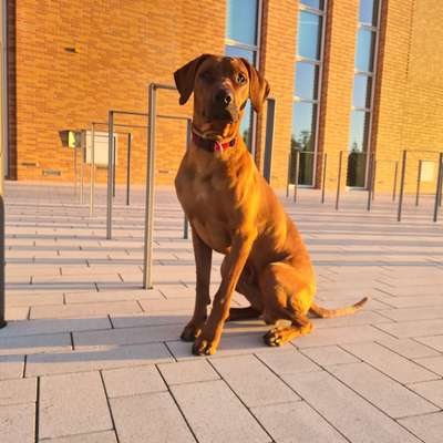 Rhodesian Ridgeback-Beitrag-Bild