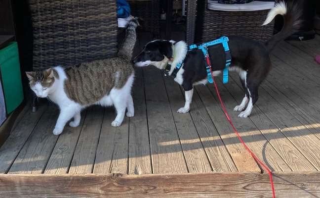 Mischlinge raten - Rätselspaß-Beitrag-Bild