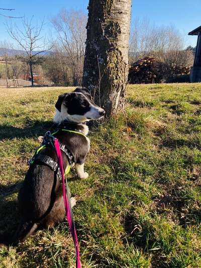 Mischlinge raten - Rätselspaß-Beitrag-Bild