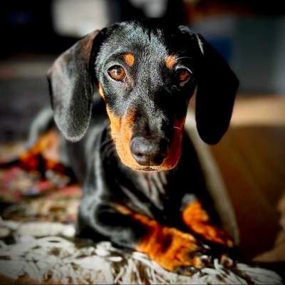 Hundetreffen-Zwergdackel Carlos sucht kleine Spielkameraden-Bild