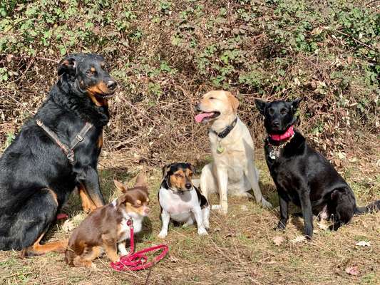 Windhunde - Treffen der besonderen Schönheiten
HERZLICH WILLKOMMEN-Beitrag-Bild