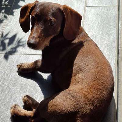 aktuelles Foto Gruppe Dackel aus aller Welt