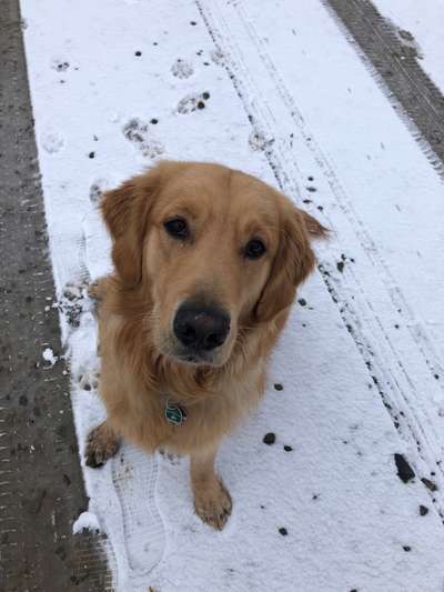 Wo sind die Golden Retriever Liebhaber?-Beitrag-Bild