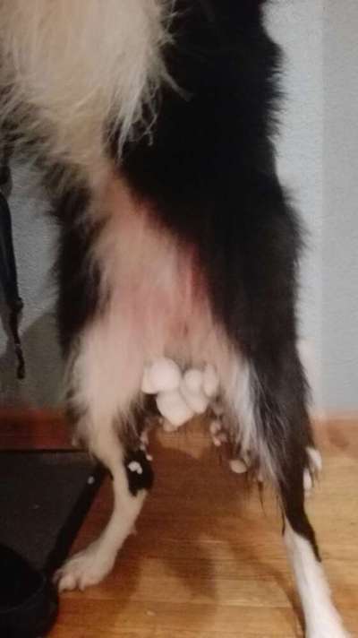 Hunde Memes-Beitrag-Bild