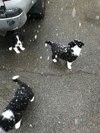 Die Dogorama Kalender Challenge Teil 2/4-Beitrag-Bild