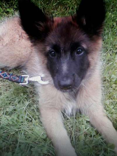 Welpen Bilder !-Beitrag-Bild