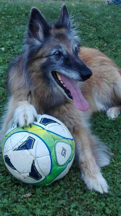 Rassen und ihre Eigenschaften-Beitrag-Bild