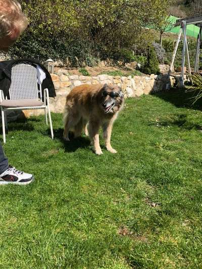 Hunde Memes-Beitrag-Bild